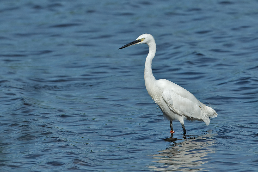 Greta garzetta Little Egret Kleine Zilverreiger